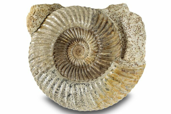 Jurassic Ammonite (Parkinsonia) Fossil - France #244475